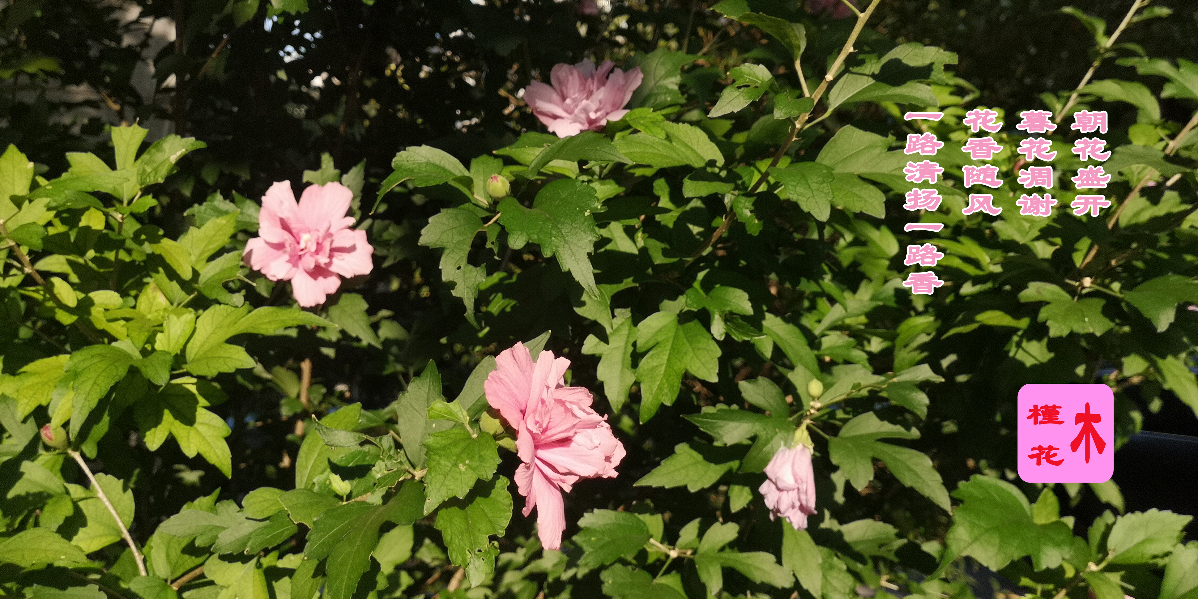 木槿花的原创,木槿花原创