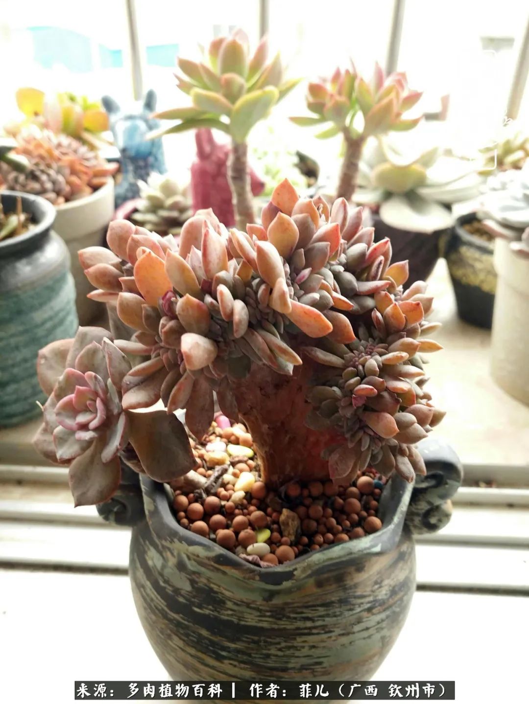 多肉相伴的感悟,与多肉为伴的时光真的很美好