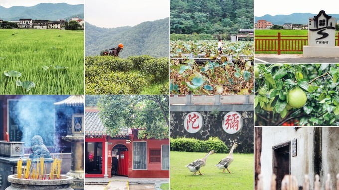 梅州采茶,梅州采茶体验