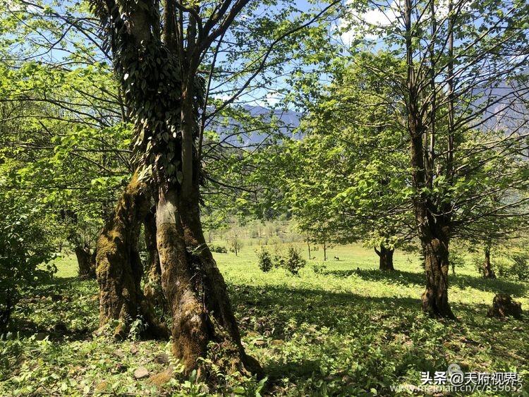 中国百慕大黑竹沟了解一下,穿越黑竹沟揭秘中国百慕大