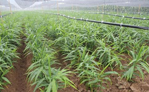 生姜的高产种植方法有哪些,最新生姜种植技术简易地窖储存姜