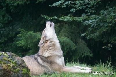 早上狗像狼嚎有什么预兆,狗突然嚎叫预示什么