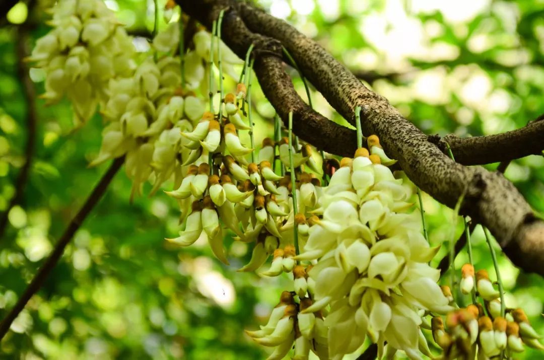 千张牛鱼嘴门票免费送！这个三月一起赏禾雀花吧！