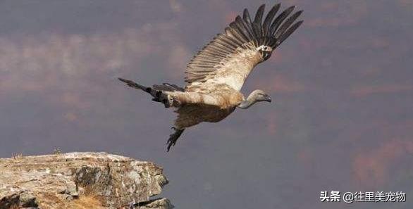 秃鹫就是大自然的清道夫,秃鹫跟鬣狗大自然的清道夫