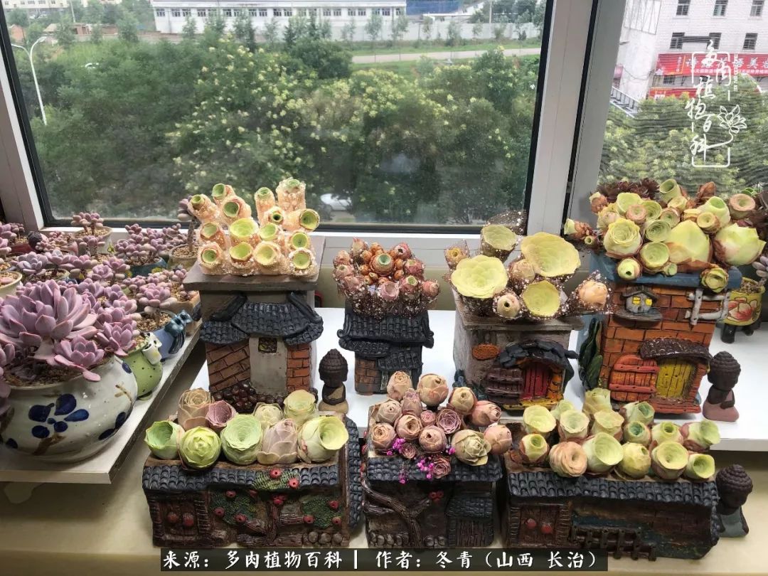 新手养的多肉怎么管理好看,阳台养多肉正确方法