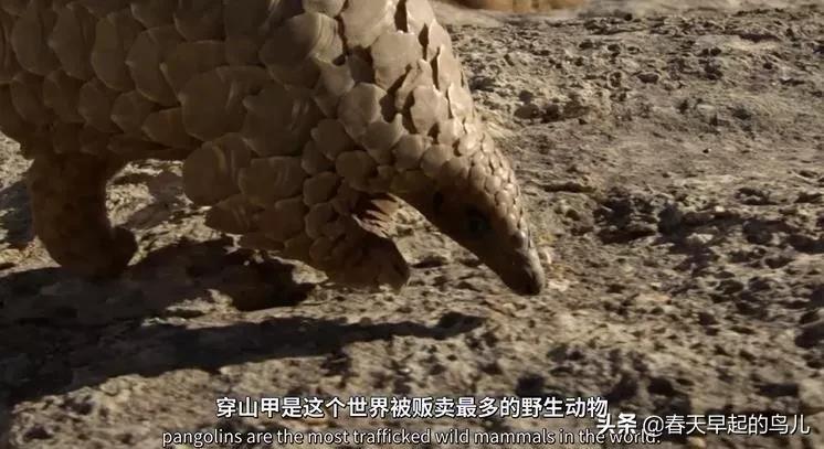 穿山甲报应,报应啊