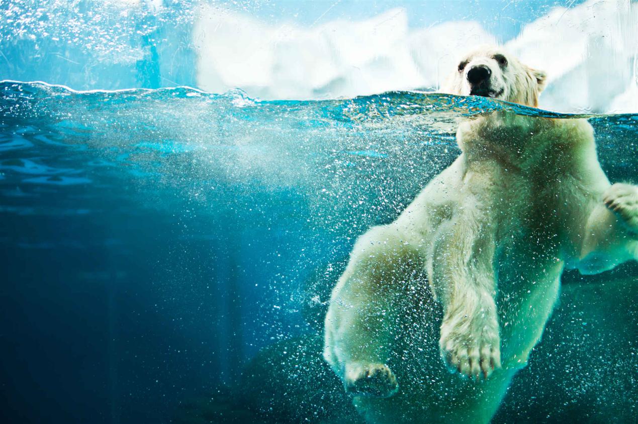 天津海昌极地海洋公园攻略详细,天津海昌极地海洋公园详细攻略