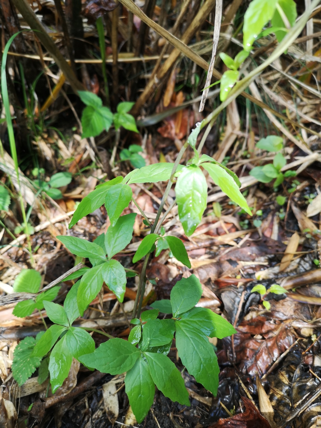 竹林深处探宝——只为了那一棵黄精