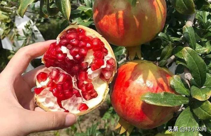 2020年最火农村创业项目有哪些,当下农村最适合创业项目是什么