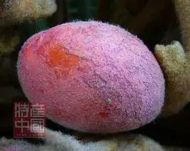 世界稀奇水果品种大全,世界热带奇特水果品种介绍