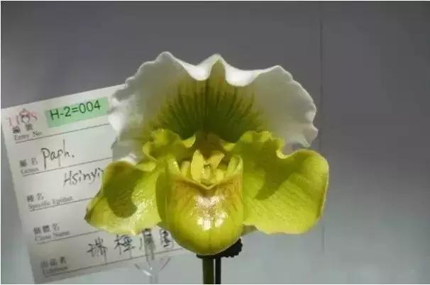 极品中的精品兰花,带你回忆天价兰花蕙兰篇