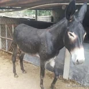 农村冷门家庭养殖业投资小利润,农村冷门养殖行业赚钱