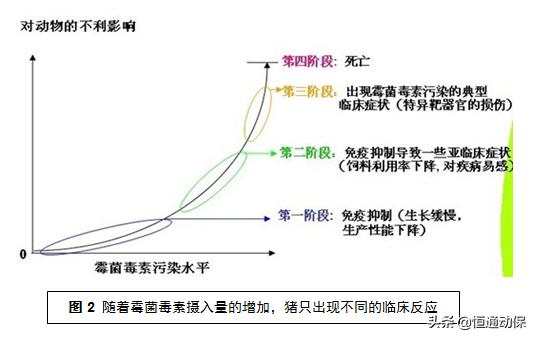 霉菌毒素对母猪造成哪些危害,母猪带毒的危害以及解决措施
