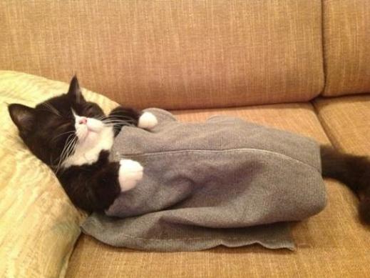 猫咪受凉感冒了怎么给它保暖,天凉了猫咪也怕冷了