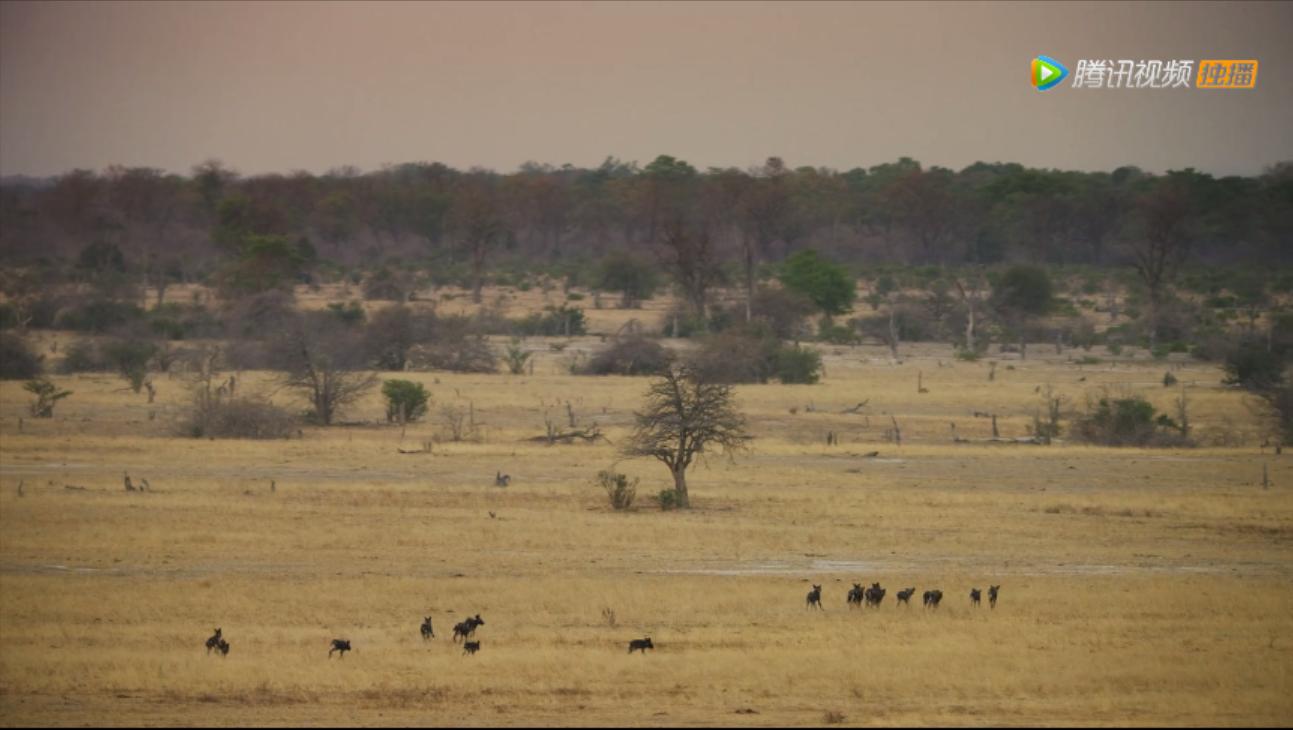 《王朝》详述杂*狼色**女儿居然对母亲六亲不认？