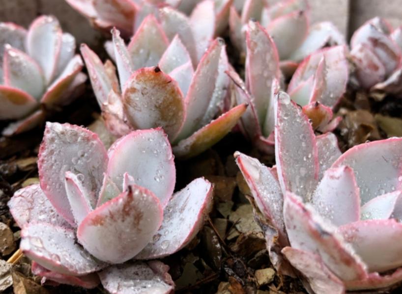 温度低多肉叶子变软,天气变冷多肉烂根掉叶怎么救
