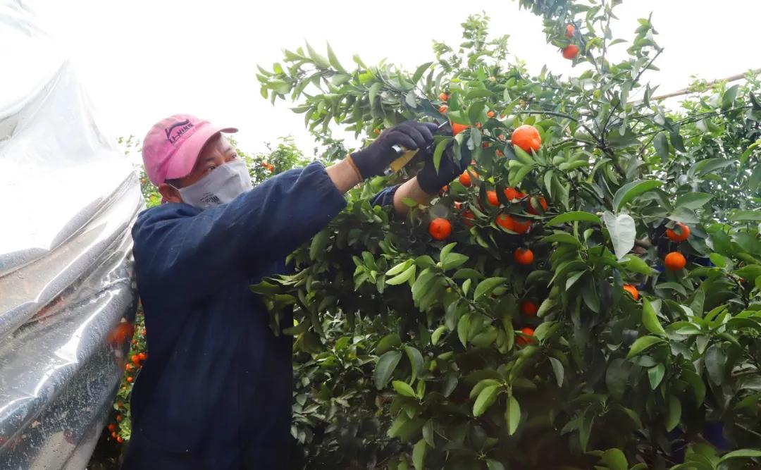 沃柑产业助力脱贫攻坚,助力果农销售沃柑3300斤