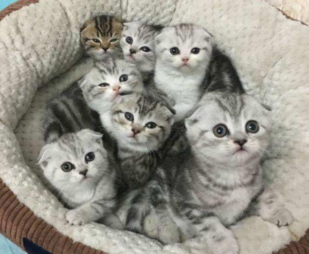 最近很火的猫咪折耳猫,有着天使的面孔的猫