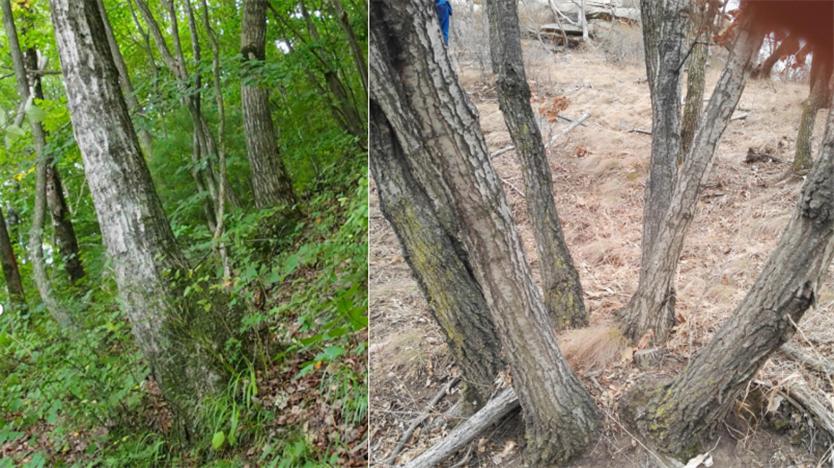 树种起源,次生林起源的特点