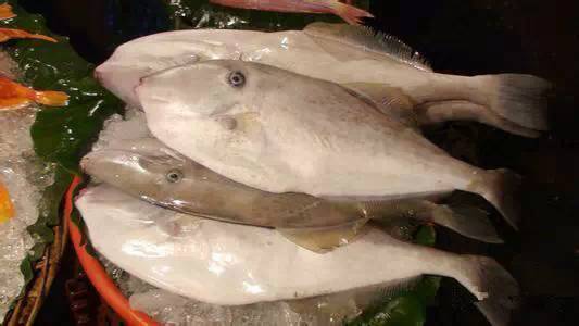 史上最全海鲜视频,史上最全海鲜贝类大全