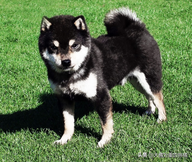 被主人安乐的柴犬,台湾安乐死狗