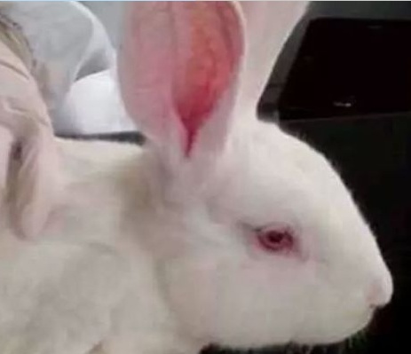 兔子野化,兔子野外环境是如何的