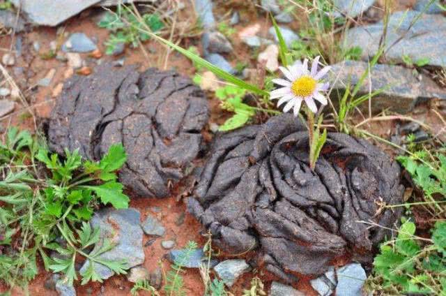 小杂鱼闹窝怎么搞,小杂鱼闹窝的最快解决方法