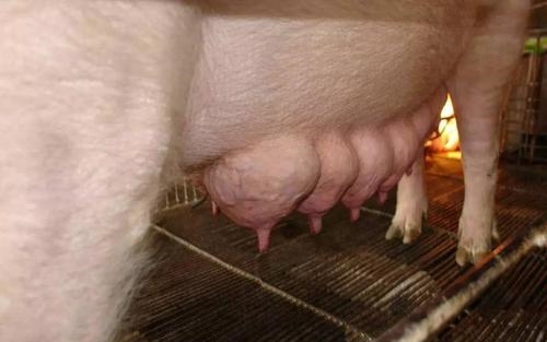 分娩母猪的管理及猪仔保健,母猪分娩注意事项及仔猪护理要点