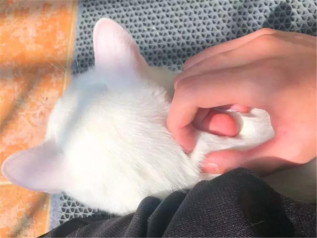 主人给猫绝育手术须知,绝育以后主人如何对它好