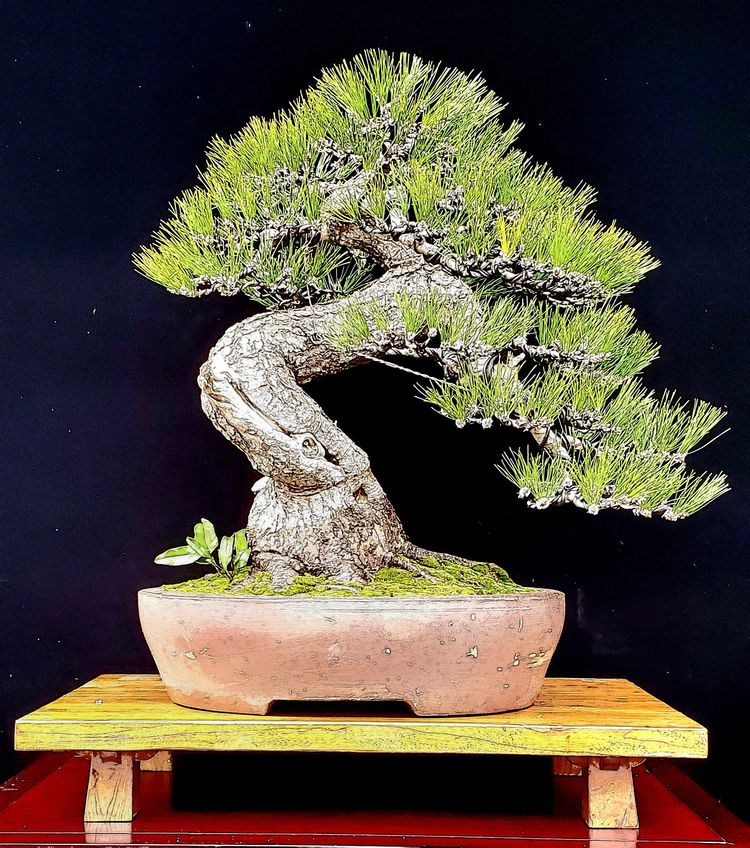 金奖精品黑松盆景 (日本国风展黑松盆景高清图)