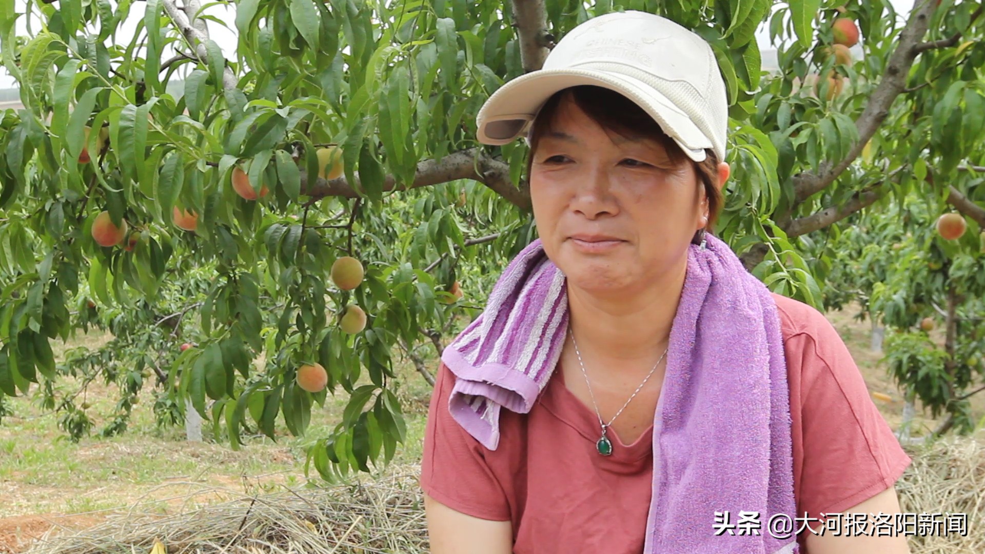 农村创业种果树成功真实案例,承包500亩果园的艰辛历程