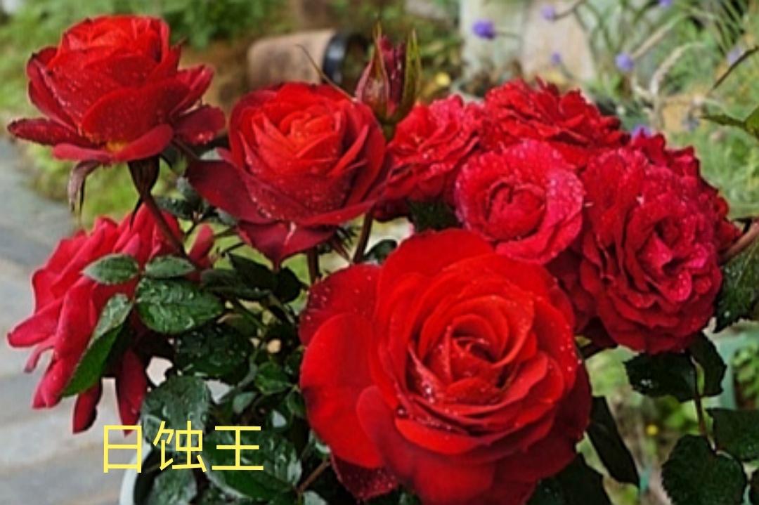 阳台系列月季品种大全,微型月季藤本月季