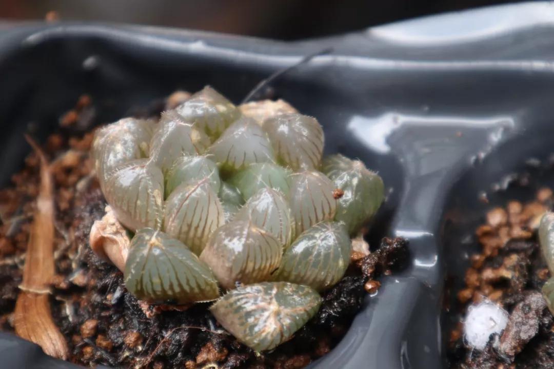 适合南方比较好养的12款多肉,养一年就开花的多肉品种