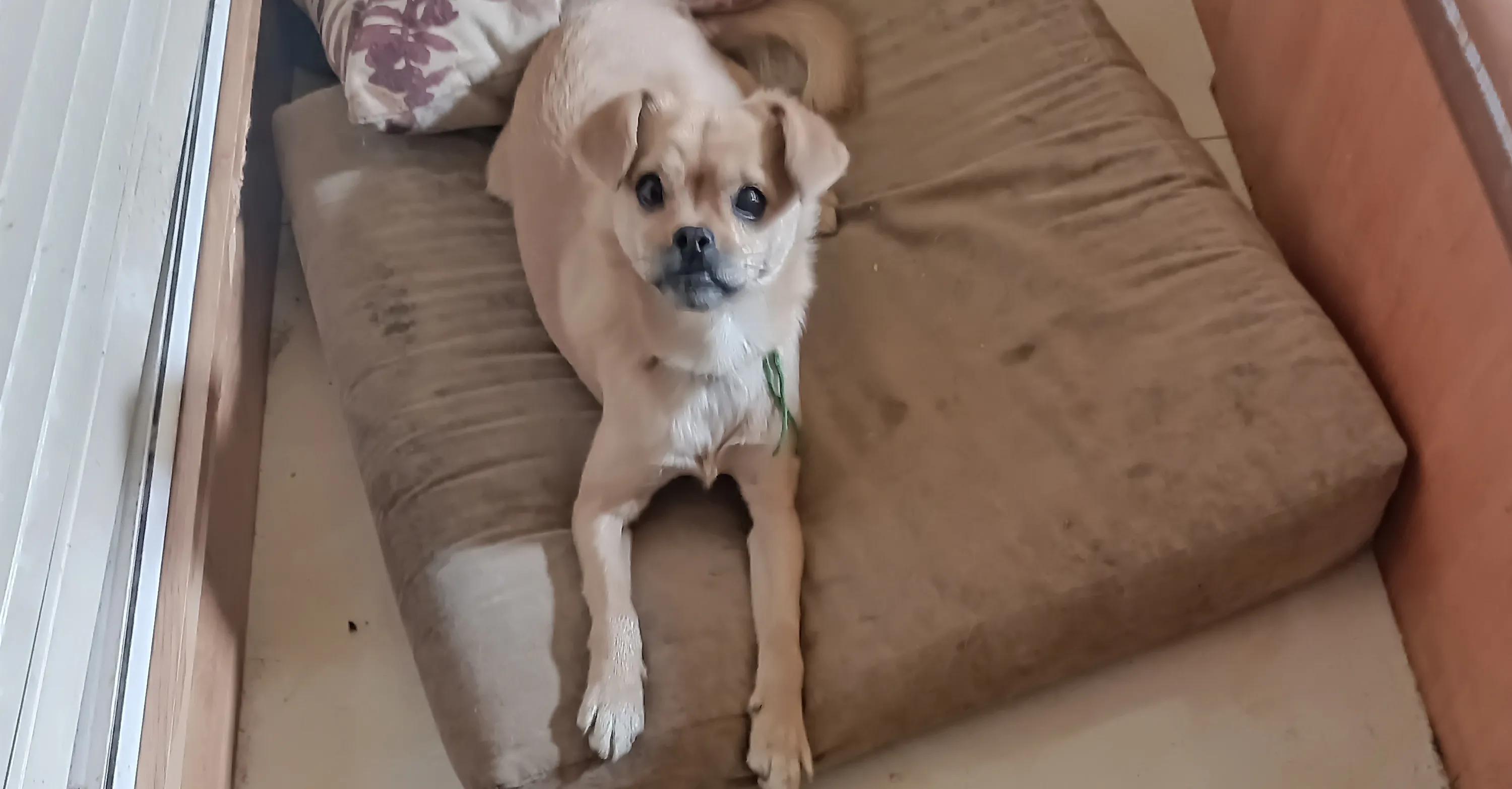 狗狗没有朋友怎么办,狗狗没有食物怎么处理