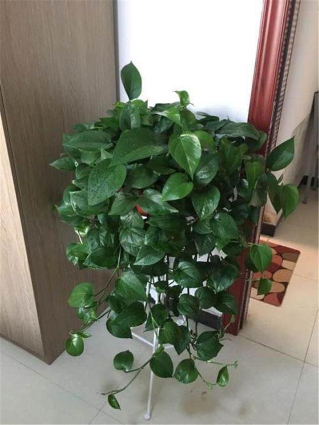 水养绿萝多久浇一次水才能好,绿萝能不能用阿司匹林片兑水浇水