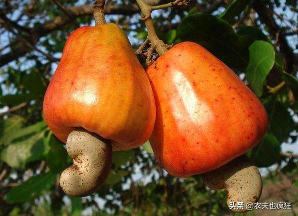 四大坚果怎么种植,四大坚果的种植方法