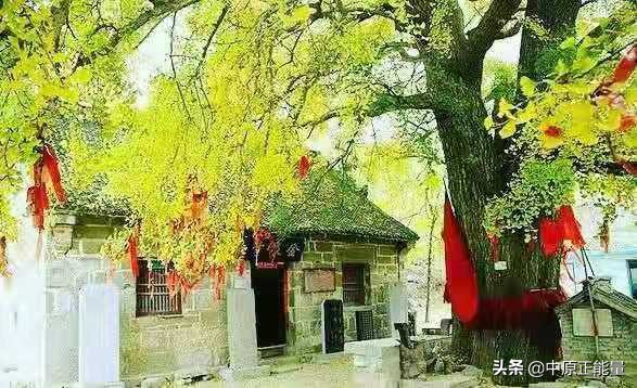 卫辉罗圈千年银杏何时观赏,卫辉今年罗圈千年银杏黄了吗