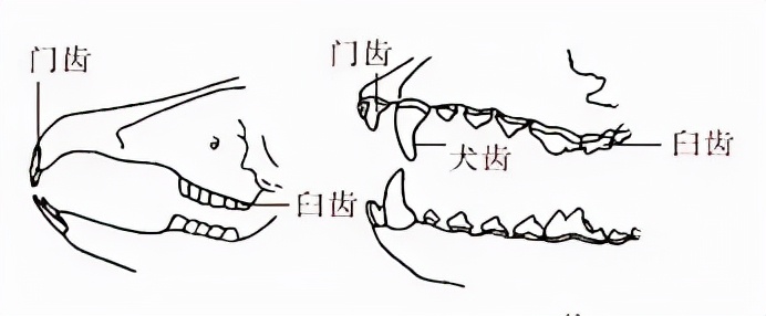 八年级上册生物期末必考的知识点,八年级上册生物性状的遗传知识点