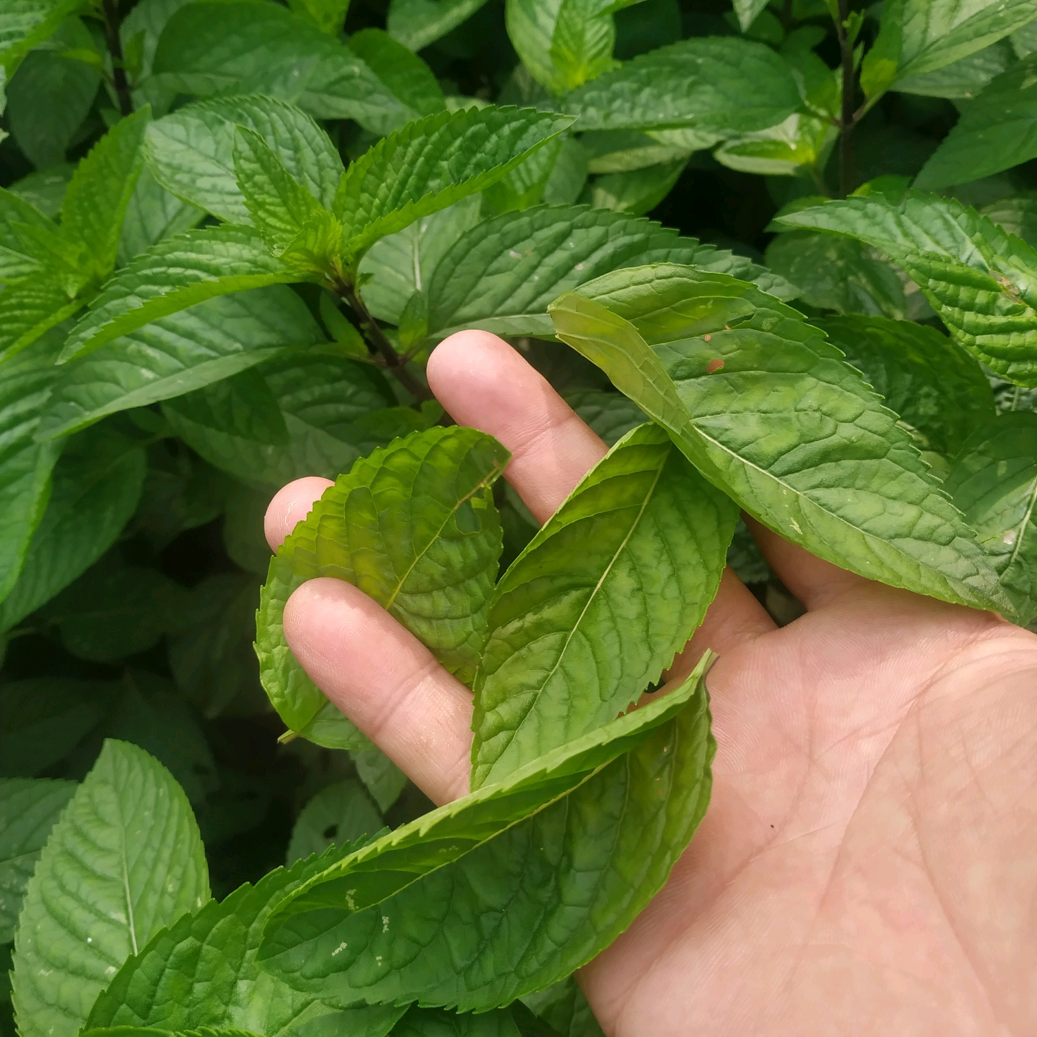 薄荷生长旺盛小技巧,盆栽薄荷有什么效果