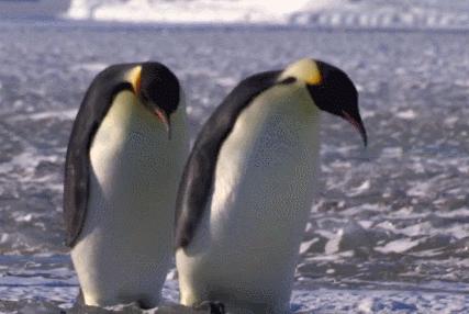 喜羊羊与灰太狼原始世界纪录片,喜羊羊与灰太狼每部片讲述的道理