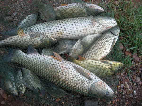 用玉米粒钓鱼,用玉米粒钓鱼需要打窝吗