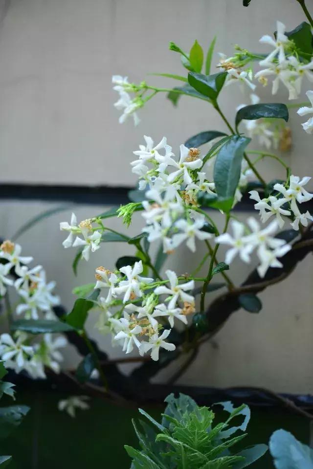 家庭棒棒糖花束制作教程,家庭园艺的制作方法