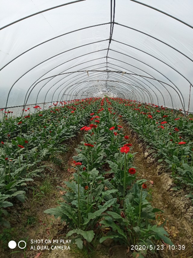 芒种种出新希望,芒种和幸福播种