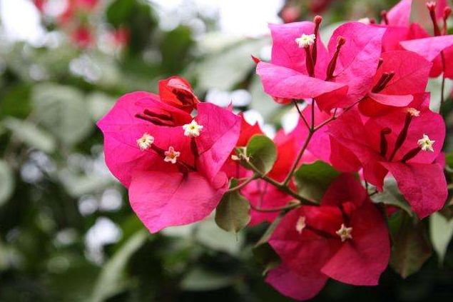 「诗词原创」邓寿康戊戌七言诗草