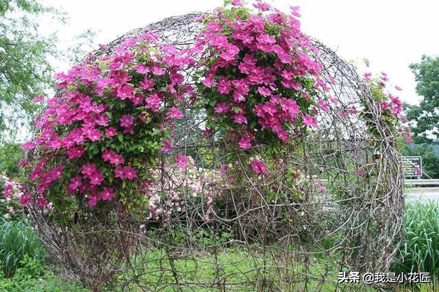 适合阳台种植的爬藤植物都有哪些,家庭阳台种什么爬藤植物比较好