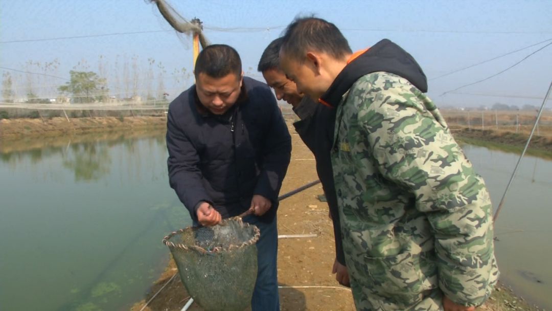 创富新发现:体质强健生长快,台湾泥鳅效益红火