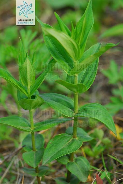 神农本草经中的药材图片,神农本草经高清彩图