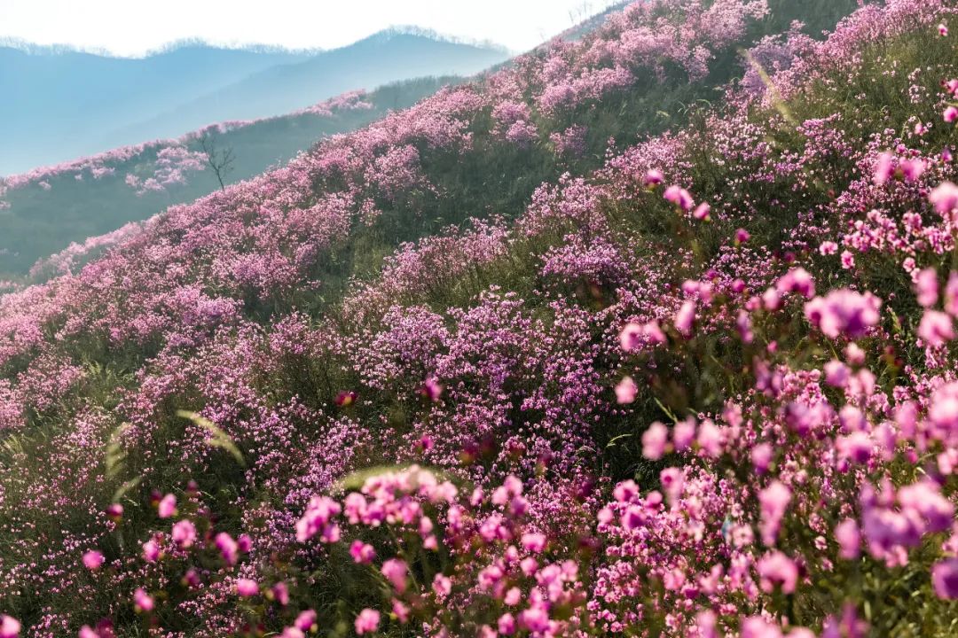 中国玉都岫岩映山红景区,岫岩黄岭子千亩映山红景区等你来