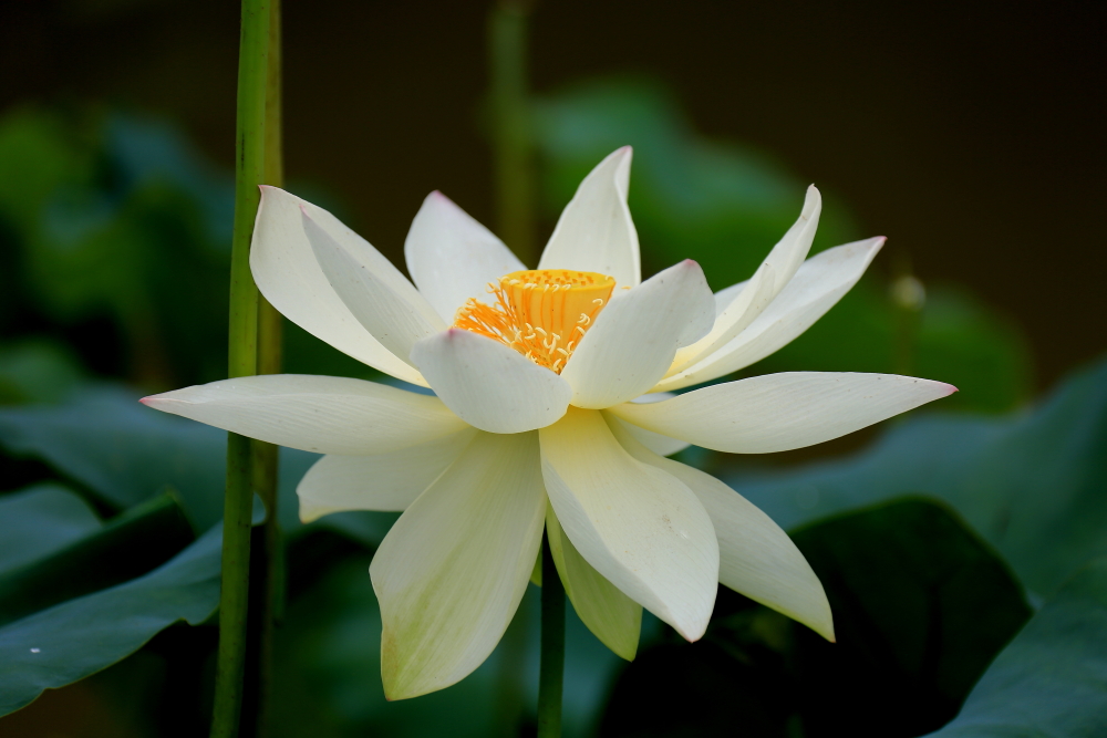 荷花朵朵歌曲完整版,口琴演奏绿岛小夜曲a调完整版