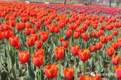 西安的夏天是什么颜色的,西安的春天有多美